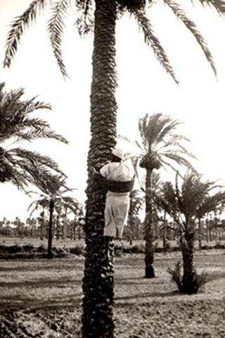 Tripoli 2-16